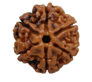 Nepali Rudraksha Bead 