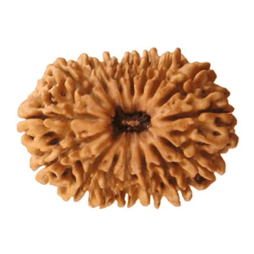 Original 16 Mukhi Rudraksha for Protection and Strength