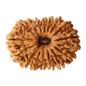 Original 16 Mukhi Rudraksha for Protection and Strength