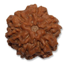 Rudraksha Bead