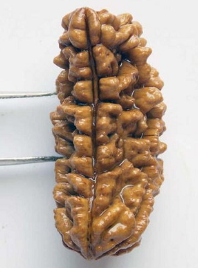 1 Mukhi Nepali Rudraksha