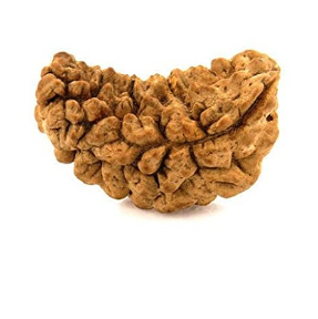 1 Mukhi Nepali Rudraksha