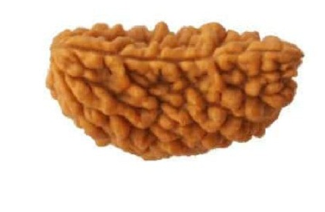 1 Mukhi Nepali Rudraksha