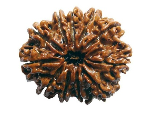 11 Mukhi Nepali Rudraksha