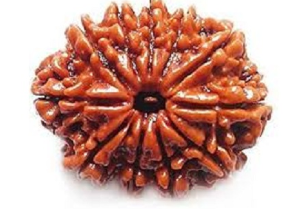 11 Mukhi Nepali Rudraksha