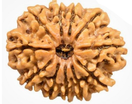 11 Mukhi Nepali Rudraksha