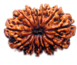 12 Mukhi Nepali Rudraksha Bead