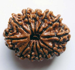 12 Mukhi Nepali Rudraksha Bead