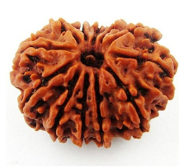 12 Mukhi Nepali Rudraksha Bead