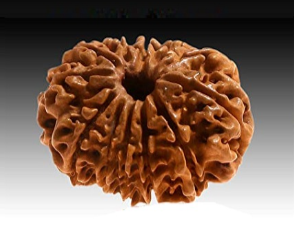 12 Mukhi Nepali Rudraksha Bead