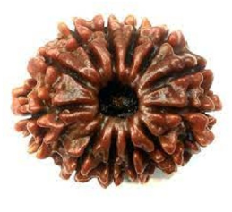 12 Mukhi Nepali Rudraksha Bead