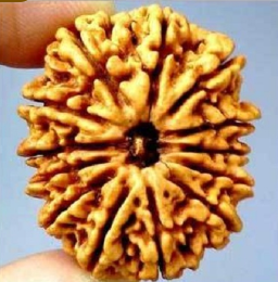 13 Mukhi Nepali Rudraksha