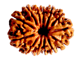 13 Mukhi Nepali Rudraksha