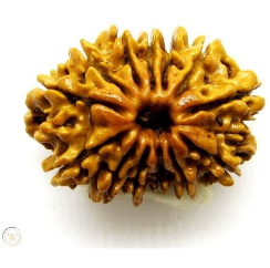 13 Mukhi Nepali Rudraksha