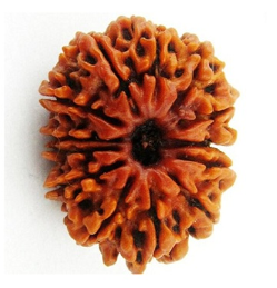 13 Mukhi Nepali Rudraksha