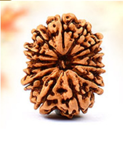 13 Mukhi Nepali Rudraksha