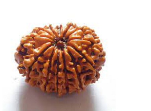 13 Mukhi Nepali Rudraksha