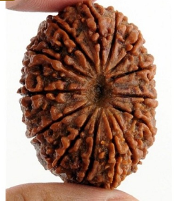 14 Mukhi Rudraksha Bead