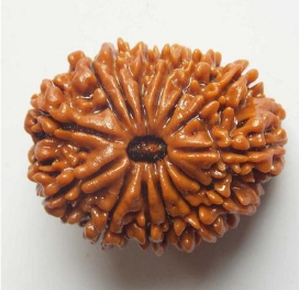 14 Mukhi Rudraksha Bead