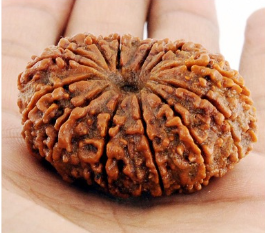 14 Mukhi Rudraksha Bead