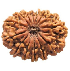 14 Mukhi Rudraksha Bead