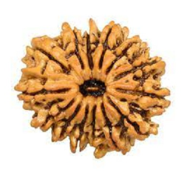 14 Mukhi Rudraksha Bead