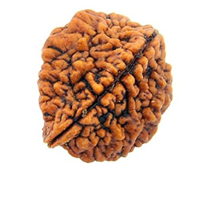 2 Mukhi Rudraksha Bead