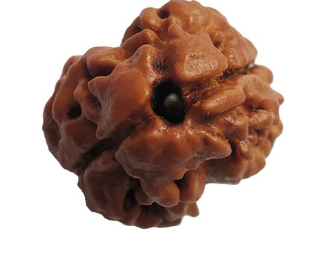 2 Mukhi Rudraksha Bead