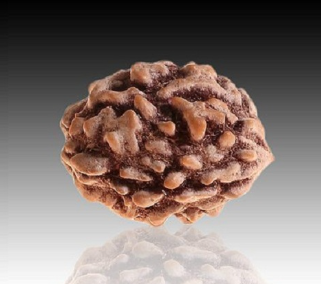 2 Mukhi Rudraksha Bead