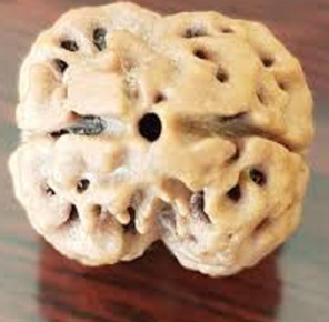 2 Mukhi Rudraksha Bead