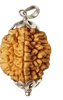 2 Mukhi Nepali Rudraksha Pendant