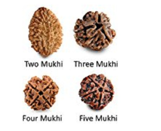 2-3-4-5 Mukhi Rudraksha