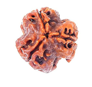 3 Mukhi Nepali Rudraksha Bead