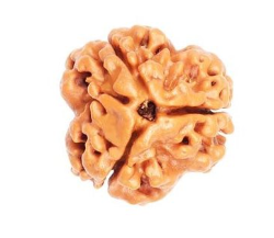 3 Mukhi Nepali Rudraksha Bead