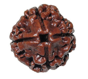 4 Mukhi Nepali Rudraksha