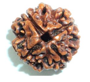 4 Mukhi Nepali Rudraksha