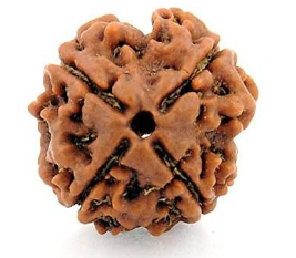 4 Mukhi Nepali Rudraksha