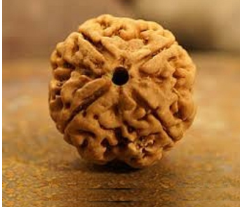 4 Mukhi Nepali Rudraksha