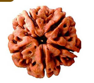 5 Mukhi Nepali Rudraksha Bead