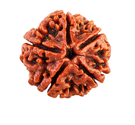 5 Mukhi Nepali Rudraksha Bead