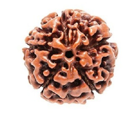 5 Mukhi Nepali Rudraksha Bead