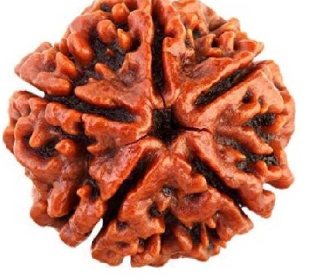 5 Mukhi Nepali Rudraksha Bead