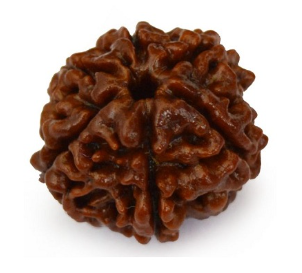 6 Mukhi Nepali Rudraksha Bead