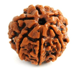 6 Mukhi Nepali Rudraksha Bead