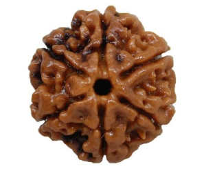 6 Mukhi Nepali Rudraksha Bead