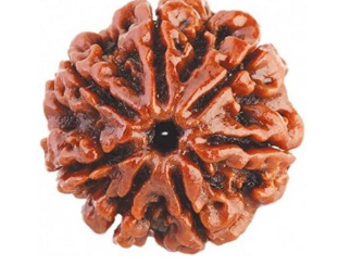 7 Mukhi Nepali Rudraksha Bead