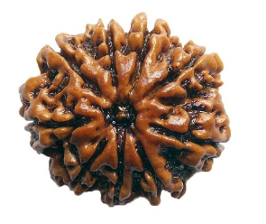 9 Mukhi Nepali Rudraksha Bead