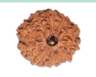 Indonesia Rudraksha 10 Mukhi Bead