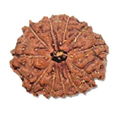 11 Mukhi Rudraksha Bead