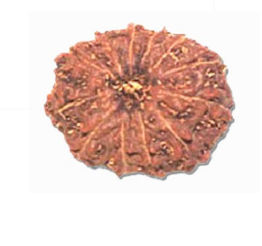 12 Mukhi Indonesia Rudraksha